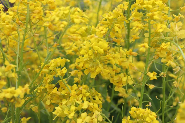 Glade con fiori gialli. Macro primo piano. Riempimento sfondo . — Foto Stock