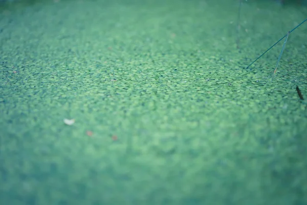 Kapalı havuz makro doku. Duckweed yüzey arka plan. — Stok fotoğraf