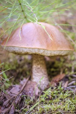 Mantar makro closeup orman yaz arka plan