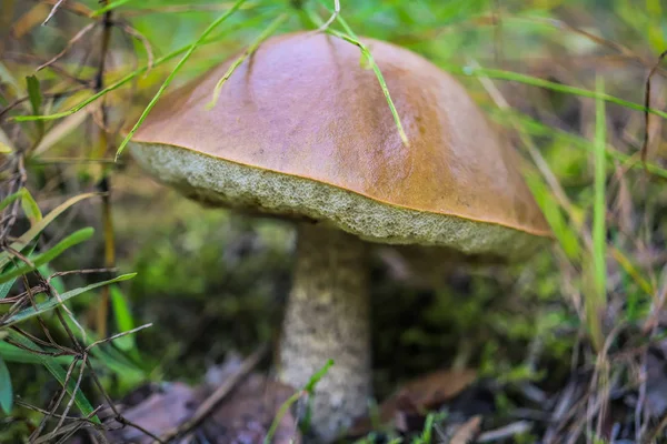 Mantar makro closeup orman yaz arka plan