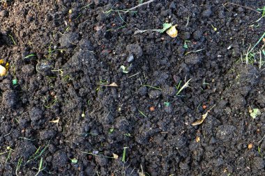 Toprak dokular kaba tarım zemin. Zemin dokusu. Kahverengi toprak tarım arka plan.