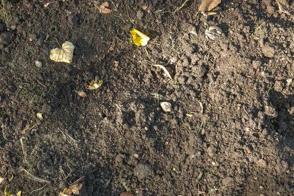 Fondo de agricultura de suelo marrón. Texturas de la tierra áspera agricultura telón de fondo. Textura del suelo . —  Fotos de Stock