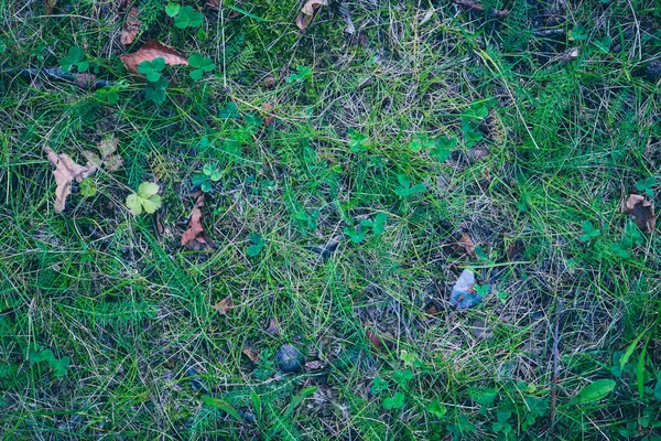 Letní Tapeta přírody. Zelená textura trávy. Venkovní pozadí trávníku. Čisté pozadí travních porostů. — Stock fotografie
