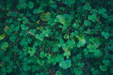 Otlak fonunu temizleyin. Doğa yaz duvar kağıdı. Yeşil çim dokusu. Açık çim alan arka plan.