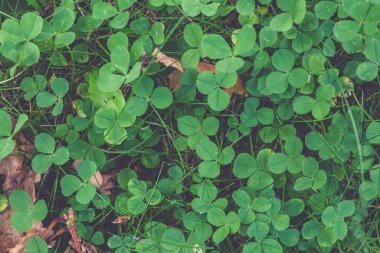 Açık çim alan arka plan. Otlak fonunu temizleyin. Doğa yaz duvar kağıdı. Yeşil çim dokusu.