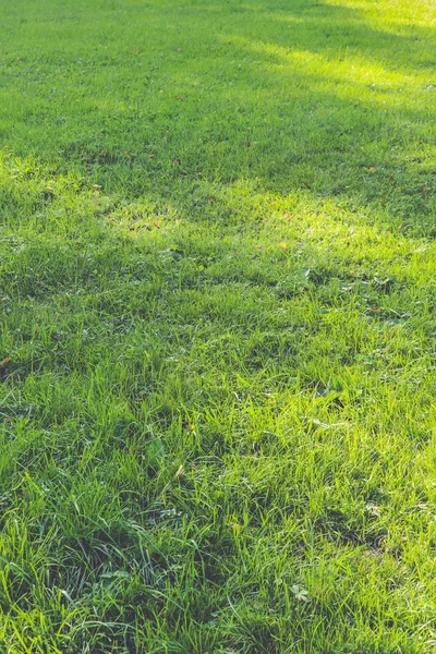 Natur Sommer Tapete. Textur des grünen Grases. Outdoor-Rasenfeld Hintergrund. klare Grünlandkulisse. — Stockfoto