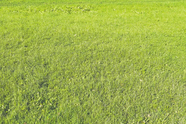 Outdoor-Rasenfeld Hintergrund. klare Grünlandkulisse. Natur Sommer Tapete. Textur des grünen Grases. — Stockfoto