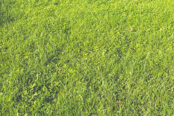 Green grass texture. Outdoor lawn field background. Clear grassland backdrop. Nature summer wallpaper. — Stock Photo, Image