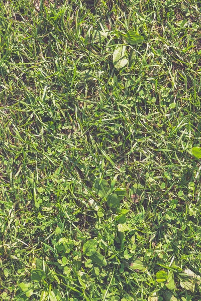 Outdoor-Rasenfeld Hintergrund. klare Grünlandkulisse. Natur Sommer Tapete. Textur des grünen Grases. — Stockfoto