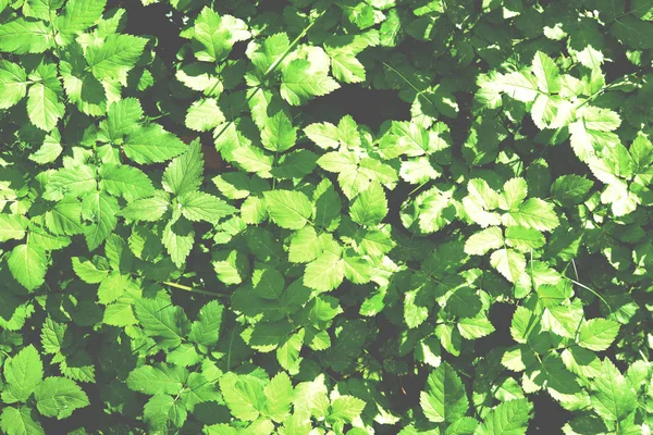 Natura lato tapeta. Zielona trawa tekstura. Tło pola trawnika na zewnątrz. Przejrzyste tło użytków zielonych. — Zdjęcie stockowe