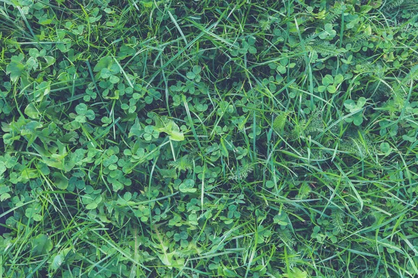 Outdoor-Rasenfeld Hintergrund. klare Grünlandkulisse. Natur Sommer Tapete. Textur des grünen Grases. — Stockfoto