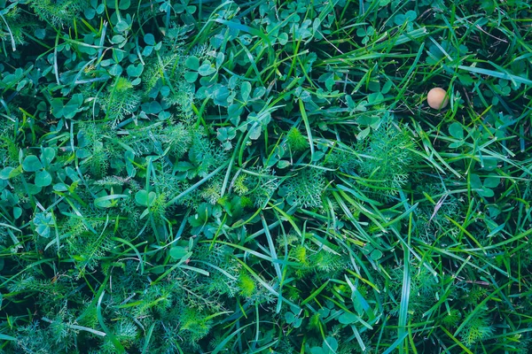 Venkovní pozadí trávníku. Jasná pozadí travních porostů. Letní Tapeta přírody. Zelená textura trávy. — Stock fotografie