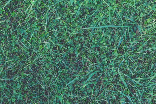 Fondo de pastizales despejado. Naturaleza fondo de pantalla de verano. Textura de hierba verde. Fondo de campo de césped al aire libre . —  Fotos de Stock