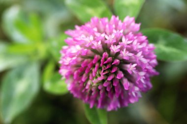 Merkezden gür mor çiçek açıyor. Botanik yaz arka plan.