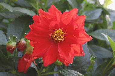 Kırmızı pestles ve sarı merkez tomurcuk ile büyük çiçek