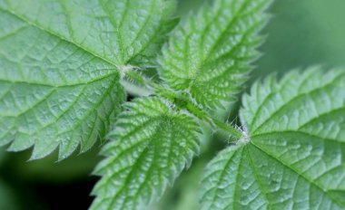 Isırgan otu. Makro yakın çekim.