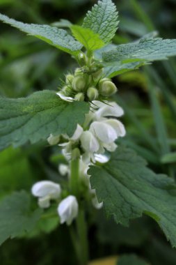 Çiçeklenme ısırgan üst arka plan