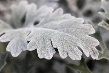 Gümüş Toz Dusty Miller Maritima. Yaprak Makro Closeup.