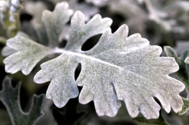 Gümüş Toz Dusty Miller Maritima. Yaprak Makro Closeup.