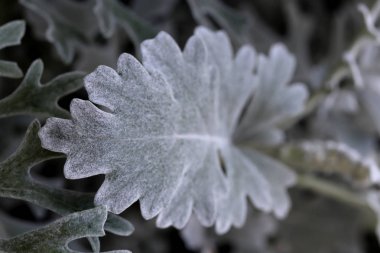 Gümüş Toz Dusty Miller Maritima. Yaprak Makro Closeup. En İyi Görüntü.