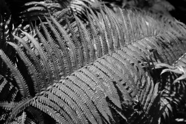 Siyah beyaz orman arka planda eğrelti otu yaprağı. Makro yakın çekim.