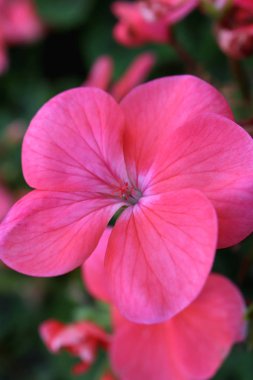Pembe çiçek arka plan. Makro yakın çekim.