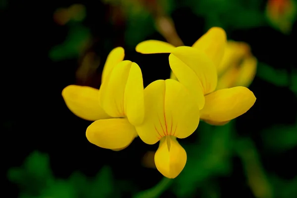 Αρκετά κίτρινα λουλούδια. Χλωρίδα καλοκαιρινό φόντο. — Φωτογραφία Αρχείου