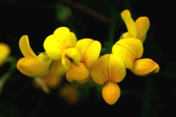 Plusieurs fleurs jaunes. Flore fond d'été . — Photo