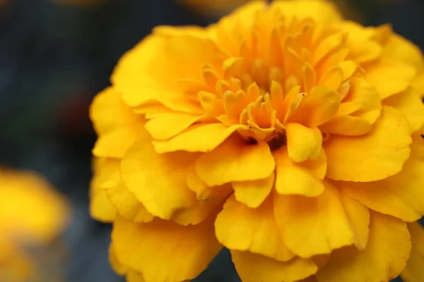 黄色の花芽夏の背景。オレンジマリーゴールド - コンパスチルフラワー. — ストック写真