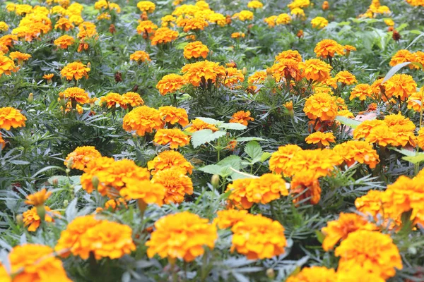 Narancs Marigold-Cempasuchil virág flowerbed háttér. Sok sárga virágok Texture. — Stock Fotó