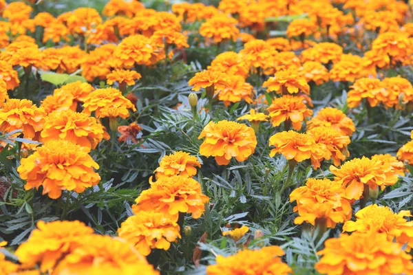 Caléndula naranja - Cempasuchil Fondo de flores. Lote de flores amarillas . — Foto de Stock