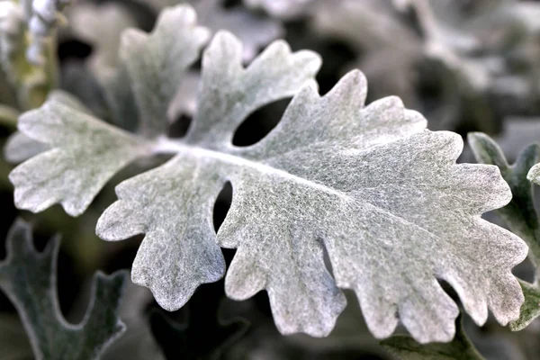 Silver Dust Dusty Miller Maritima. Hoja Macro Primer plano . —  Fotos de Stock