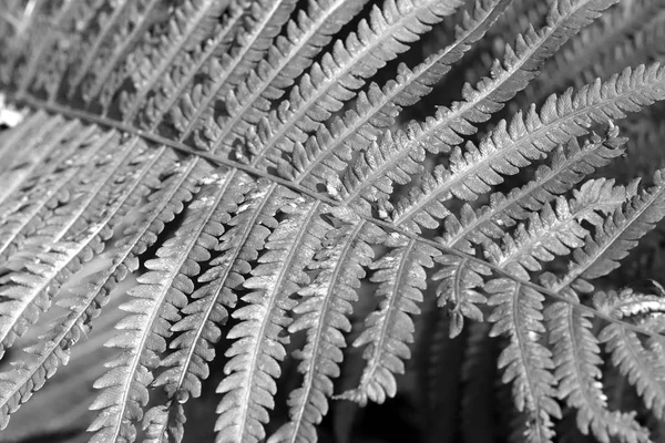 Feuille de fougère fond noir et blanc. Macro gros plan . — Photo