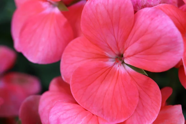 Pink flower background. Macro closeup. — Stock Photo, Image