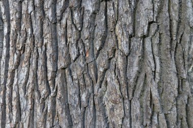 Meşe kabuğu ahşap arka plan. Meşe ağacı kabuğu dokusu. Sert kaba ağaçlık yüzey deseni. Makro yakın çekim.