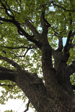 Meşe ağacı geniş çiçeklenme dalları