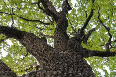 Meşe ağacı gövdesi. Masif meşe ahşap varil dallanma.