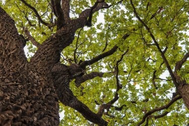 Meşe ağacı geniş çiçeklenme dalları