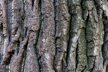 Meşe ağacı kabuğu dokusu. Sert kaba ağaçlık yüzey deseni. Meşe kabuğu ahşap arka plan. Makro yakın çekim.