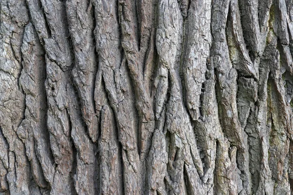 Dřevo v dubovém pozadí. Struktura kůry stromů. Tvrdý, hrubý lesnatý povrch. Zaostřená makra. — Stock fotografie