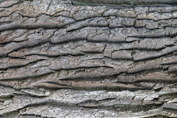 Tvrdý, hrubý lesnatý povrch. Dřevo v dubovém pozadí. Struktura kůry stromů. Zaostřená makra. — Stock fotografie