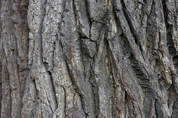 Struktura kůry stromů. Tvrdý, hrubý lesnatý povrch. Dřevo v dubovém pozadí. Zaostřená makra. — Stock fotografie