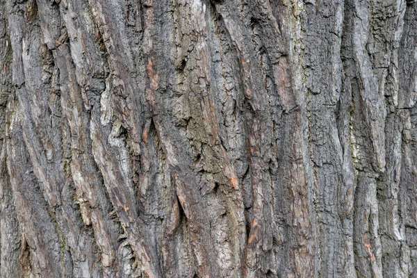 Oak bark wood background. Oak tree bark texture. Tough rude wooded surface pattern. Macro closeup.