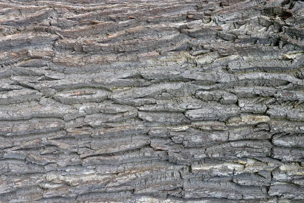 Tvrdý, hrubý lesnatý povrch. Dřevo v dubovém pozadí. Struktura kůry stromů. Zaostřená makra. — Stock fotografie