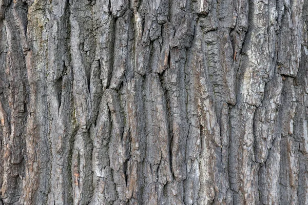 橡树树皮纹理。坚韧粗鲁的树木表面图案。橡木树皮木背景。宏特写. — 图库照片
