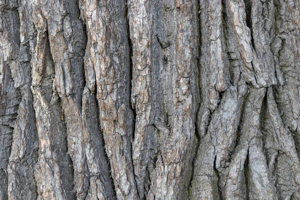 Oak bark wood background. Oak tree bark texture. Tough rude wooded surface pattern. Macro closeup. — Stock Photo, Image