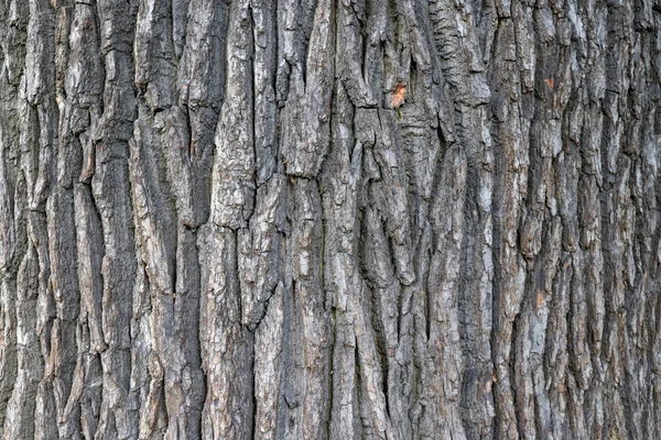 Tvrdý, hrubý lesnatý povrch. Dřevo v dubovém pozadí. Struktura kůry stromů. Zaostřená makra. — Stock fotografie