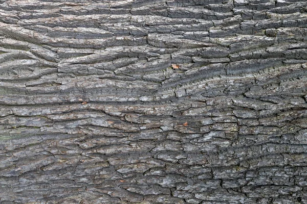 Struktura kůry stromů. Tvrdý, hrubý lesnatý povrch. Dřevo v dubovém pozadí. Zaostřená makra. — Stock fotografie
