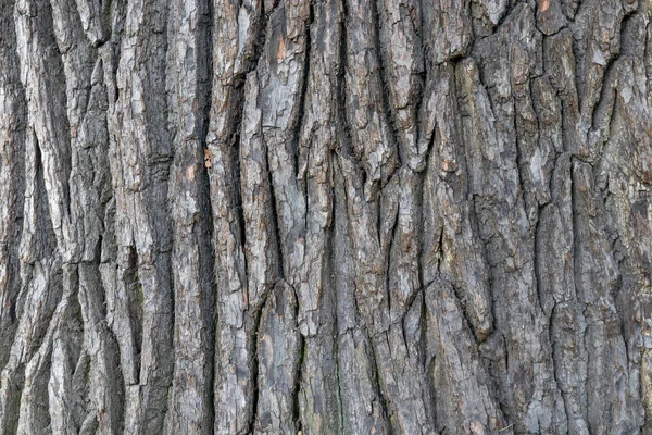坚韧粗鲁的树木表面图案。橡木树皮木背景。橡树树皮纹理。宏特写. — 图库照片