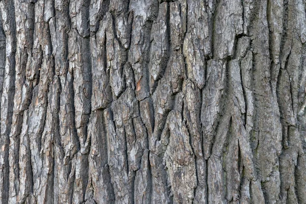 Oak bark wood background. Oak tree bark texture. Tough rude wooded surface pattern. Macro closeup.